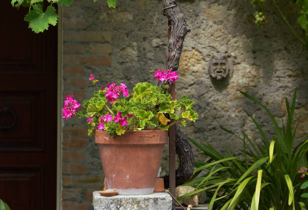 Pink geranium in a run down terracotta pot with rustic wall