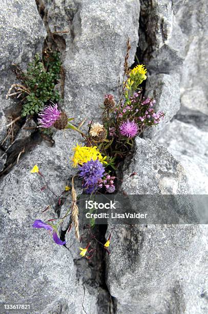 El Burren Condado De Galway Irlanda Foto de stock y más banco de imágenes de El Burren - El Burren, Flora, Colorido