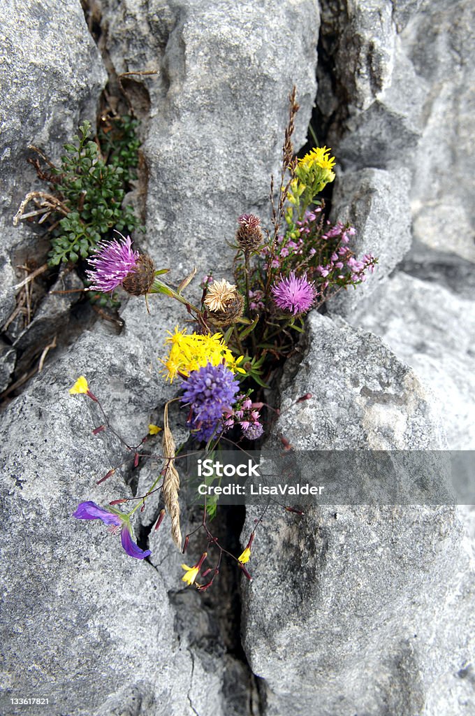 The Burren, County Galway, Irlanda - Foto de stock de Flora royalty-free