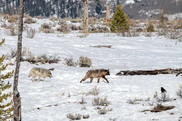 istock Two Wapiti Grey (gray) Wolf pack canines in Yellowstone National Park 1336178342