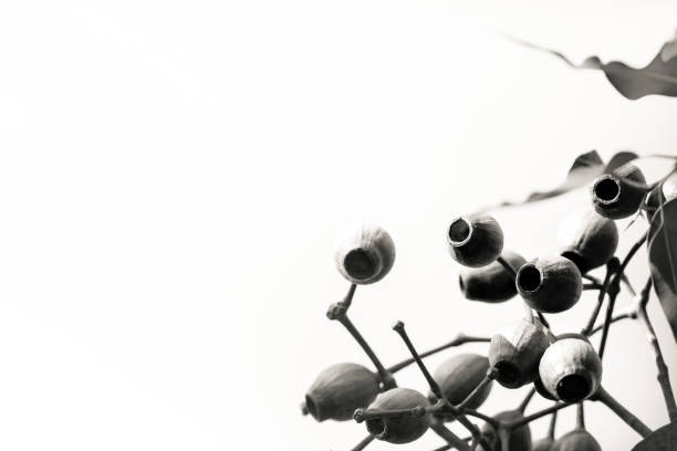 Black and white closeup Australian Gumnuts, beautiful nature background with copy space, full frame horizontal composition