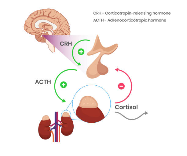 Cortisol Explained 3,500+ Physiology Drawing Stock Illustrations, Royalty-Free Vector ...
