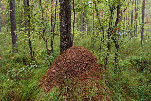 istock An anthill in the forest close-up. 1336180250