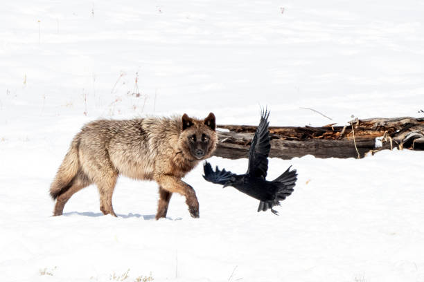 istock Wapiti Grey (gray) Wolf canine in Yellowstone National Park 1336181586