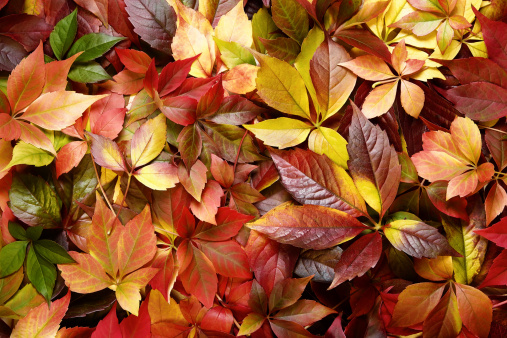 Pile of colorful leaves