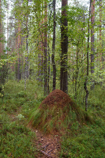 istock An anthill in the forest close-up. 1336183895