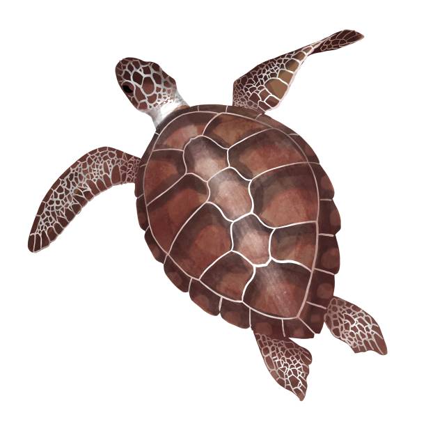 istock Watercolor Sea green turtle isolated on white background 1336185346