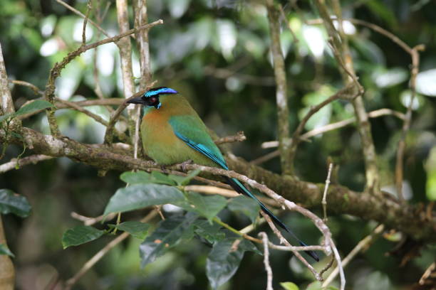 istock Blue-Crowned Motmot on a branch 1336185454