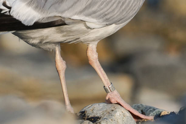 istock Closeup of a Banded Seagull 1336186274