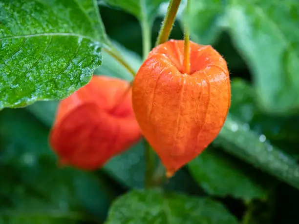 Physalis alkekengi with papery covering over berry fruit. Lantern-shaped seed pods have transitioned to orange. See sister image for immature pod comparison.