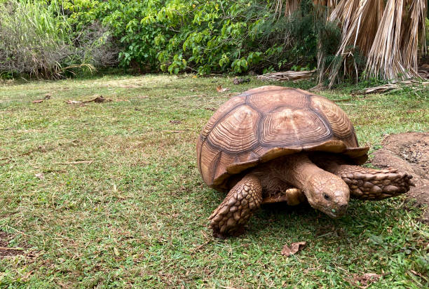istock Giant tortoise in sanctuary; Hawaii 1336188467