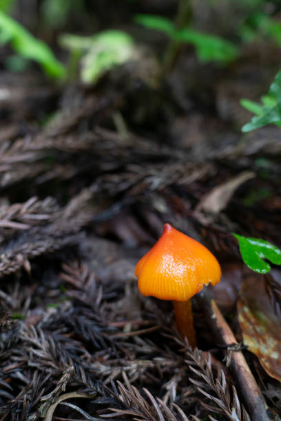 maleńkie grzyby - orange mushroom asia brown zdjęcia i obrazy z banku zdjęć