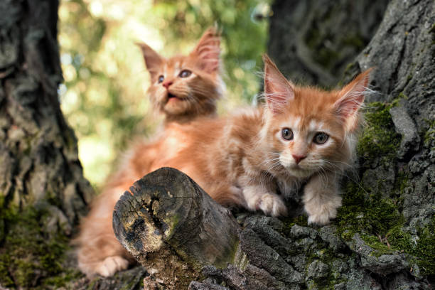 istock Big red maine coon kittens sitting on a tree. 1336189871