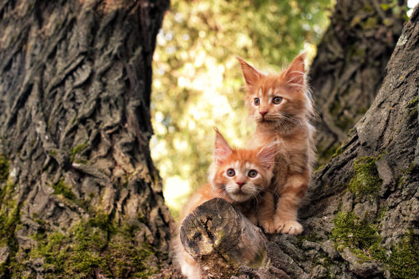 istock Big red maine coon kittens sitting on a tree. 1336189881