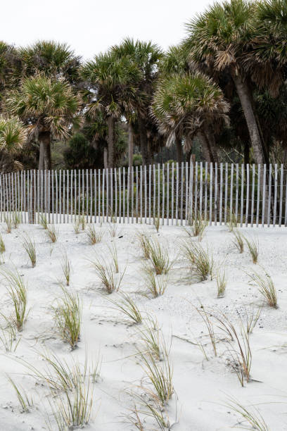 weiße sanddünen mit seegras, umgeben von erosionszäunen und palmettopalmen, hunting island south carolina - day vertical palmetto south carolina stock-fotos und bilder