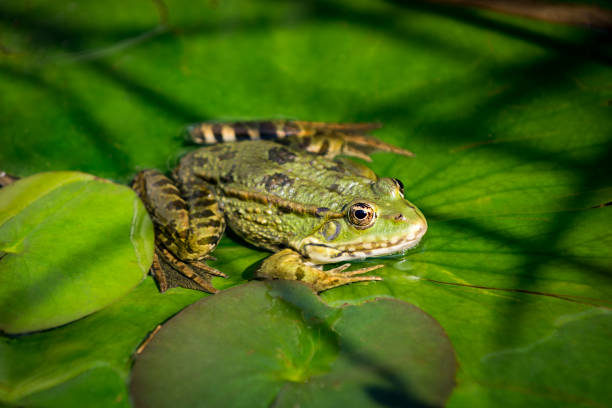 rana sobre hoja de nenúfar - frog lily pond water fotografías e imágenes de stock