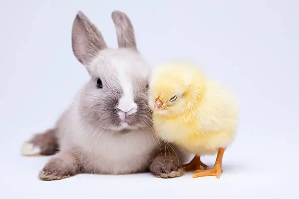 Photo of Chick and bunny