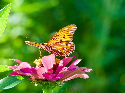 Gorgeous butterfly on a bright pink bloom.