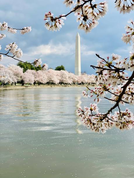 istock Cherry Blossoms Tidal Basin Washington Monument 1336193688