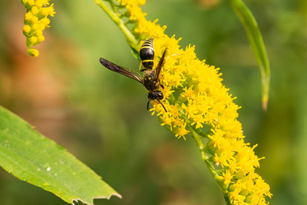 istock Lobed Mason Wasp on Goldenrod Flowers 1336195589