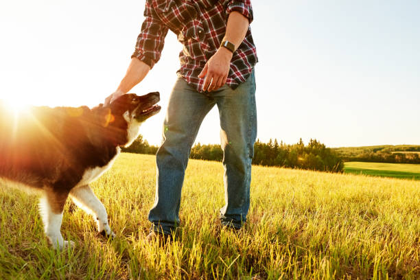 istock Farmer with his dog on the field 1336195644