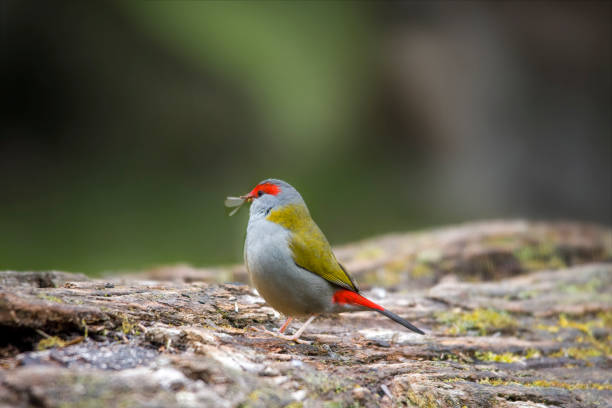 istock Red Browed Finch (Neochmia temporalis) 1336197734