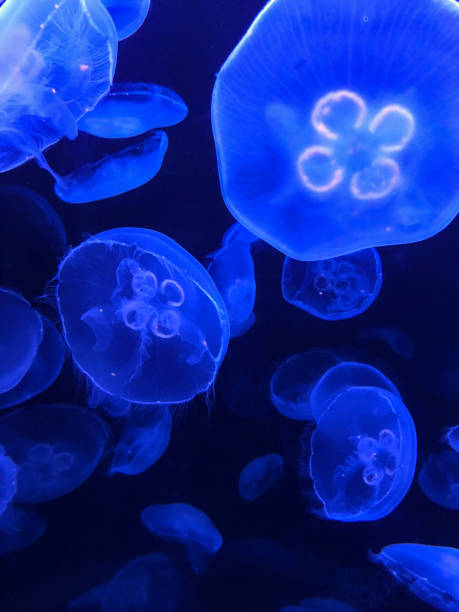 istock Moon jellyfish glowing blue 1336198244