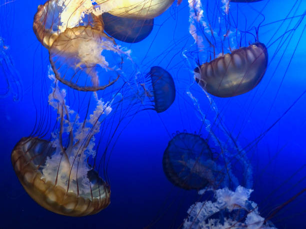 istock Glowing golden brown jellyfish 1336198277