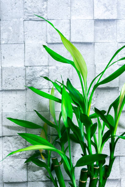 istock Green plants on a white brick background. 1336198443