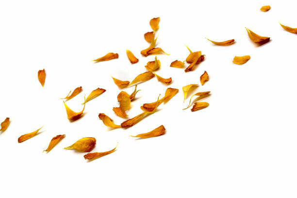 istock yellow flower loose petals. Top view, copy space. 1336198472