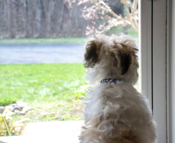 istock dog looking through a window. Puppy waiting for owner 1336198493