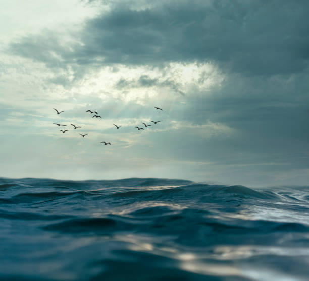 Waves at sunset with birds, closeup