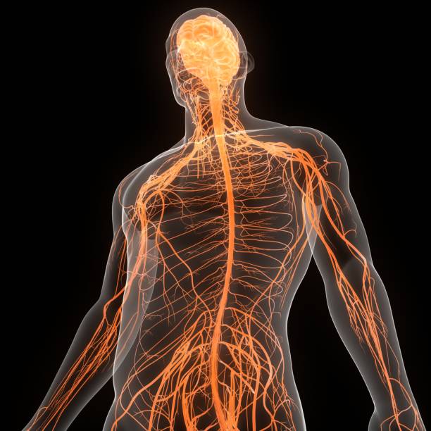 istock Central Organ of Human Nervous System Brain Anatomy 1336200946