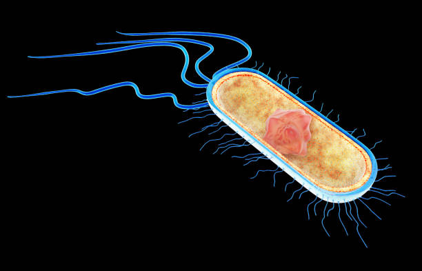 istock Structure of Escherichia Coli 1336206317
