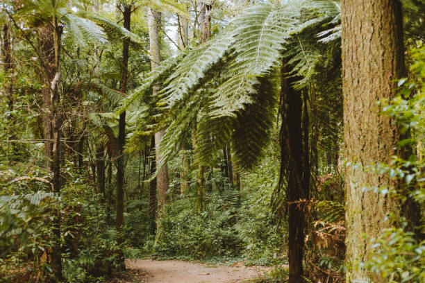 istock Redwoods Forest, Rotorua New Zealand 1336206465