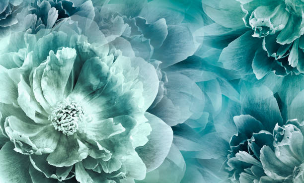 цветочный бирюзово-зеленый фон. цветы и лепестки пиона. цветочная композиция. природа. - tulip blue close up cut flowers стоковые фото и изображения