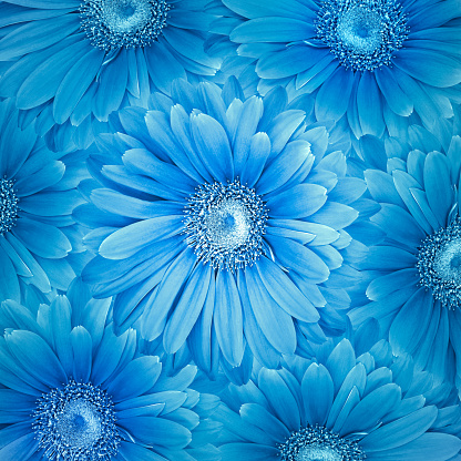 Beautiful floral background.  Blue gerbera flowers. Nature.