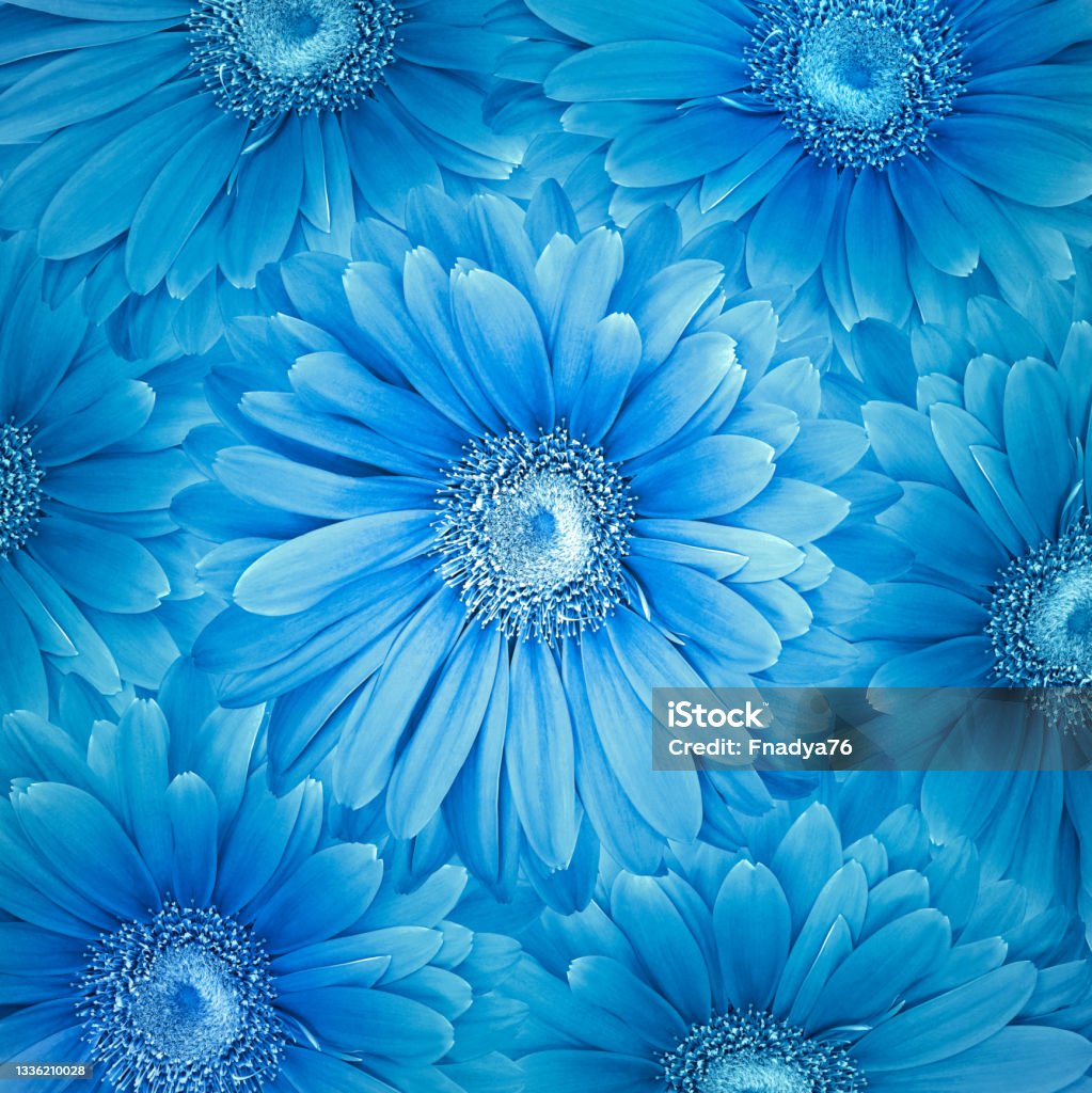 Beautiful Floral Background Blue Gerbera Flowers Nature Stock Photo -  Download Image Now - iStock