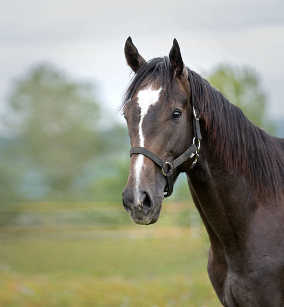 istock Portrait of a horse's head. 1336215553