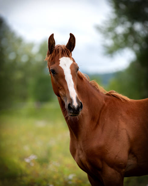 istock Portrait of a red horse. 1336215558