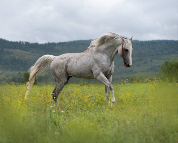 istock The gray horse is running 1336215578