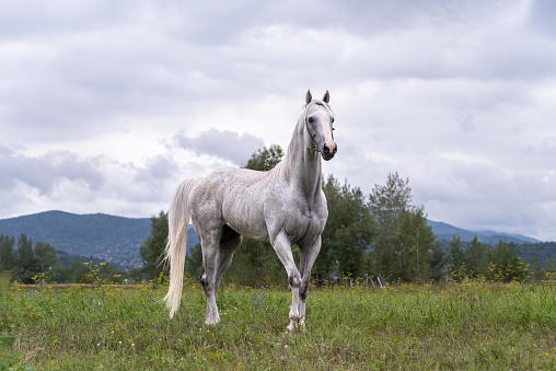 A muscular gray stallion of a thoroughbred breed stands in a field on the green grass.