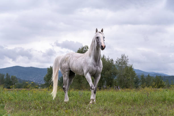 Thoroughbred stallion gray. A muscular gray stallion of a thoroughbred breed stands in a field on the green grass. white horse stock pictures, royalty-free photos & images