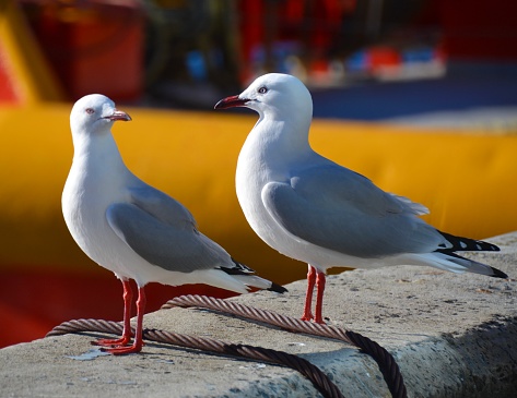 Two gulls on stone dock