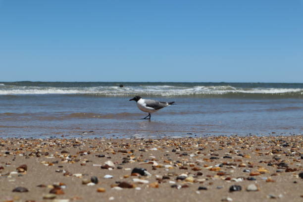 istock The Lone Bird Standing in Atlantic Waters 1 1336218962