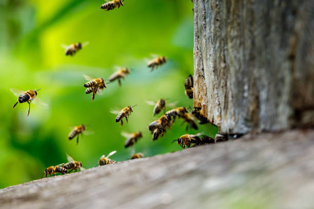 A swarm of honey bees at the bee house stock photo