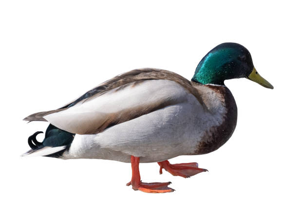 istock green head one drake isolated on white 1336218999