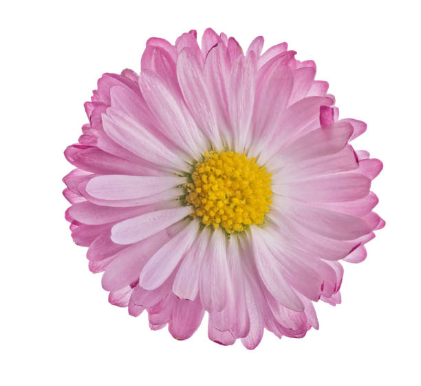 istock fine pink color daisy small bloom isolated on white 1336219040