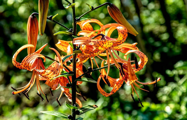 istock bright orange tiger lily in the garden 1336219079