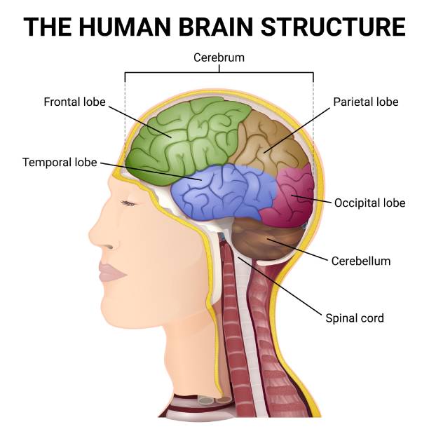 ilustrações de stock, clip art, desenhos animados e ícones de structure of the cerebrum, anatomical poster, the location of the brain in the head - frontal lobe